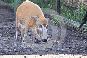 Bush pig standing in an outdoor environment with an earthen ground