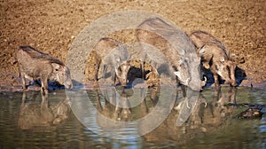 Bush Pigs drinking South Africa