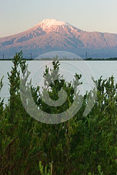 Bush of the pine in front of the lake and snowcapped Mount of Ar