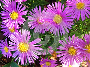 A bush of pink chrysanthemums