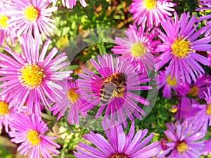 A bush of pink chrysanthemums