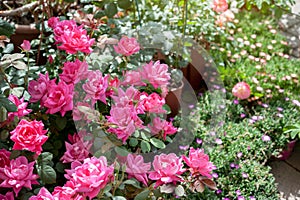 A bush of `Pink Double Knock Out` roses