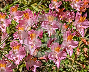 A bush of pink flowers, Alstroemeria, commonly called the Peruvian lily or lily of the Incas