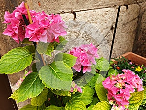 A bush of pink flowers of hydrangea macrophyll or hydrangea ardorescens