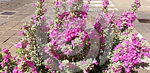 A bush of pink flowers leucophyllum frutescens blooms on a city street.