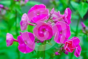 A bush of pink flowers of phlox plant on a background of green garden in bokeh shallow depth of field