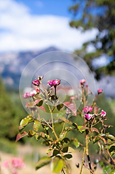 Bush of pink fucsia flowers photo