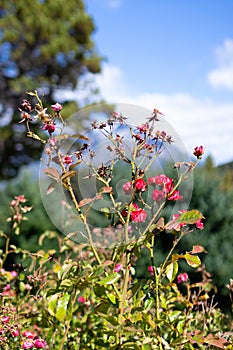 Bush of pink fucsia flowers photo