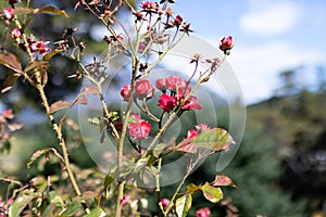 Bush of pink fucsia flowers photo