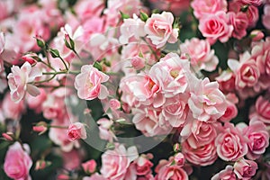 A bush with pink garden roses is covered in beautiful flowers