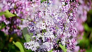 Bush of pink lilac sways in the wind