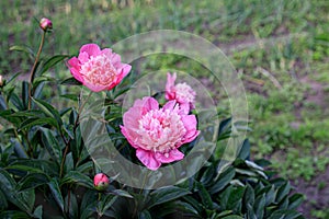 bush with pink peonies against a blurred background