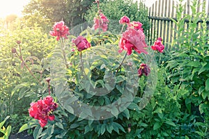 Bush pink peonies in garden at dawn in summer.