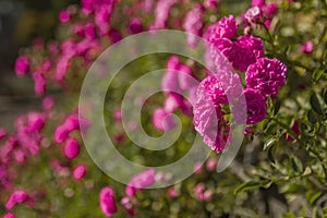 Bush of pink purple rose in summer sunlight