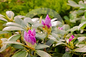 Bush of pink rhododendron with young unopened flower buds close-up in early spring. Pink rhododendron flower buds