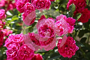 Bush pink rose close-up in summer