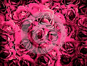 Bush of pink rose flowers background high contrasted with vignet photo