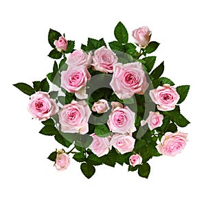 Bush of pink rose flowers with green leaves isolated on white background. Top view