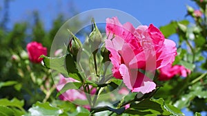 Bush of a pink rose on a sunny day, against the blue sky. The wind shakes the branches of a pink rose. Rose close-up. HD video cli