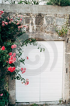 A bush of pink roses against a stone wall with an entrance with white doors.