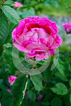 Bush with pink roses on the background of nature. One flower blossomed, many buds on the stem