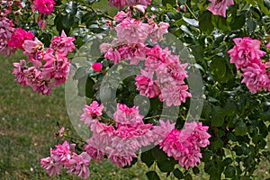 Bush of pink roses blooming flowers in park in garden in summer as natural botanical wallpaper background