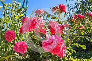 Bush of pink roses flowering in ornamental garden