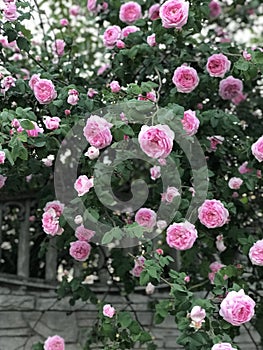 A bush of pink roses hang over a fence in a rustic village
