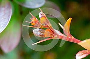 Bush plant thorns and leaves close up