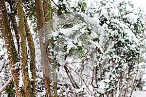 Bush and plants covered with fresh snow