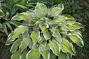 The Bush plants Host Albopicta green with white stripes leaves in the rays of the setting sun. Selective focus