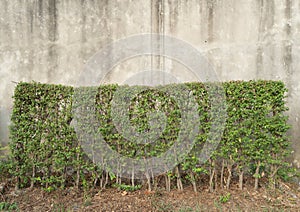 Bush plants, shrubs, or small green trees in garden park isolated on concrete cement background