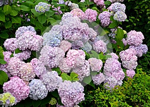 Bush of plentifully blossoming hydrangea Hydrangea L.