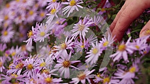 bush with purple blooming aster in autumn in the sun as a background, bush with small purple flowers, floral
