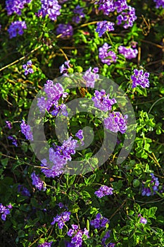 Bush with purple flower