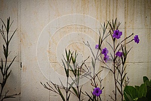 Bush of purple flower on grungy wall background.