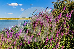 A bush of Purple Loosestrife Lythrum salicaria flower with butterflies