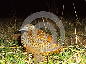 Bush quail or Perdicula Argoondah, Satara