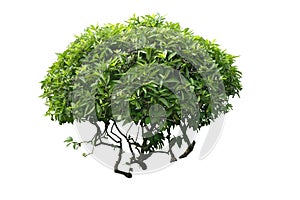 Bush of Randia siamensis plant