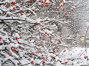 Bush with red berries in winter time