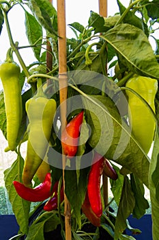 Chilli pepper bush
