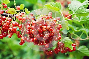 Bush of red currant with ripe berries and green leaves in the garden