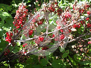 A bush of red currants with berries is damaged by a pest, glass beads. Drying of branches and leaves. Agrotechnics, diseases of ga