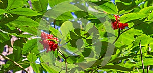 A bush with red forest berries on a branch with green leaves