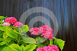 A bush of red hydrangea grows in the garden against a brown wooden wall. Scarlet hydrangea flowers with green leaves in spring,