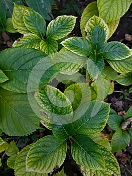 Green leaves gortensia