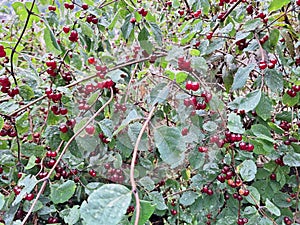 A bush of red lonicera xylosteum berries