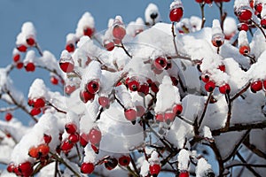 A bush of red rose hips is covered in snow and ice in winter, against a blue sky