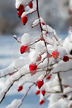 A bush of red rose hips is covered in snow and ice in winter, portrait in nature