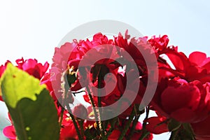 Bush of red roses in the garden.